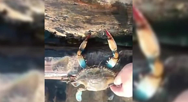 Sinop'ta amatör balıkçının ağına mavi yengeç takıldı