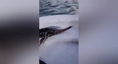 Sinoplu balıkçı ağına takılan koruma altındaki mersin balığını denize saldı 