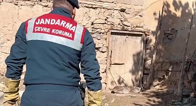 Van'da köylülerin bulduğu Vaşak koruma altına alındı