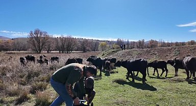 Yozgat'ta manda ıslahı projesi sürüyor: 93 yetiştiriciye 10 milyon lira destek