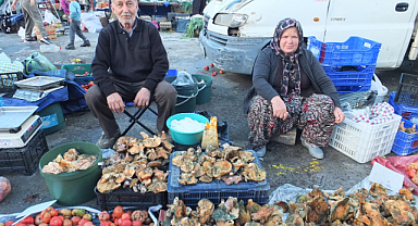 Balıkesir'in Burhaniye ilçesinde Melki mantarı bereketi yaşanıyor