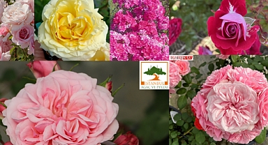 İstanbul’da 9 yeni milli gül üretimi