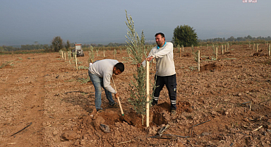 Turgutlu'da bin 790 zeytin ağacı toprakla buluşturuldu