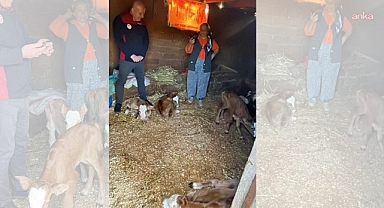 Muğla Köyceğiz'de bir inek dördüz doğurdu, sahipleri hem şaşırdı hem sevindi