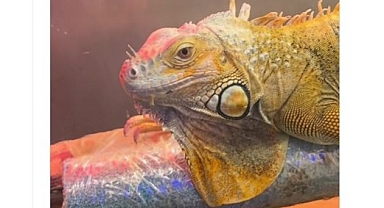 Doğa Koruma ve Milli Parklar Genel Müdürlüğü, koruma altındaki 3 egzotik hayvana el koydu