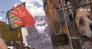 Sahiplendiği köpekleri öldüren doktora verilen 9 yıl hapis cezası 4 yıla düşürüldü