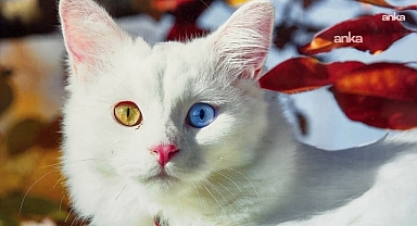 Van Kedisi sayısı artıyor, 2025 yılında 110 yavru dünyaya geldi