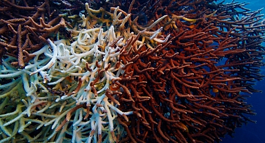 Denizlerin Ormanı Mercanlar Yeniden Canlanıyor