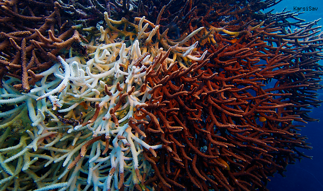 Denizlerin Ormanı Mercanlar Yeniden Canlanıyor