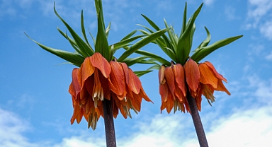 Ergani’de Sakız Dağı, Ters Lalelerle Baharda Renkleniyor