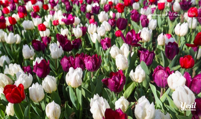 İstanbul'da Lale Bayramı 11-12 Nisan'da kutlanacak