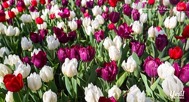 İstanbul'da Lale Bayramı 11-12 Nisan'da kutlanacak