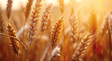 TMO'dan hububat satışlarına ilişkin açıklama: Yeni hasada kadar fiyat değişmeyecek