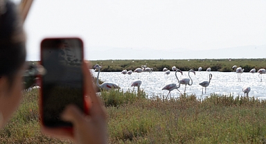 Flamingo Yolu tekne turları Kurban Bayramı’nda da devam edecek