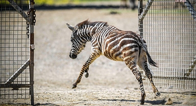 İzmir Doğal Yaşam Parkı'nda öksüz zebra yavrusuna zürafa desteği