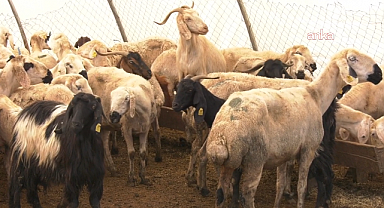 Kurban kesimi esnasında en az 13 bin 513 kişi yaralandı