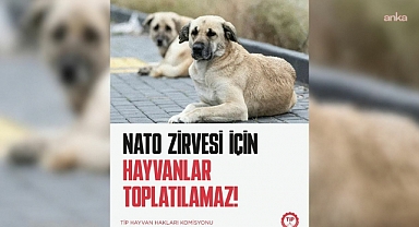 TİP: NATO Zirvesi için hayvanlar toplatılamaz