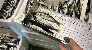 İzmir'de 241 kilogram su ürününe el konuldu