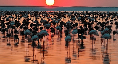 Tuz Gölü’nde flamingo bereketi: 12 bin 800 yavru yaşam buldu