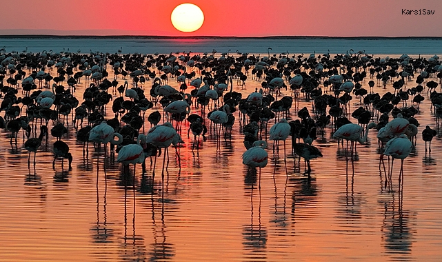 Tuz Gölü’nde flamingo bereketi: 12 bin 800 yavru yaşam buldu