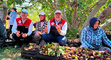 Havran'da siyah incirin hasadına başladı