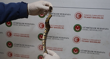 Kapıkule'de çöp konteynerine bırakılan poşetlerden 67 canlı piton çıktı