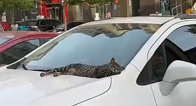 Uyuyan Kedi Rahatlığı